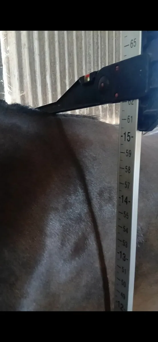 Yearling gelding - Image 4