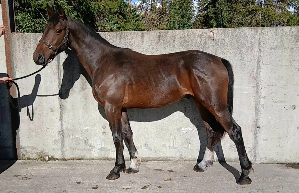 Yearling gelding - Image 1