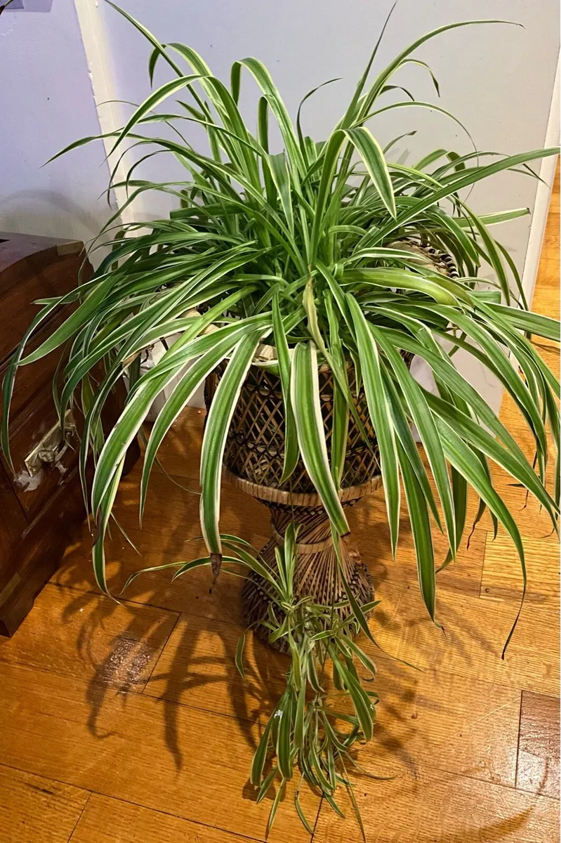 Wicker Rattan Plant Holder - Image 2