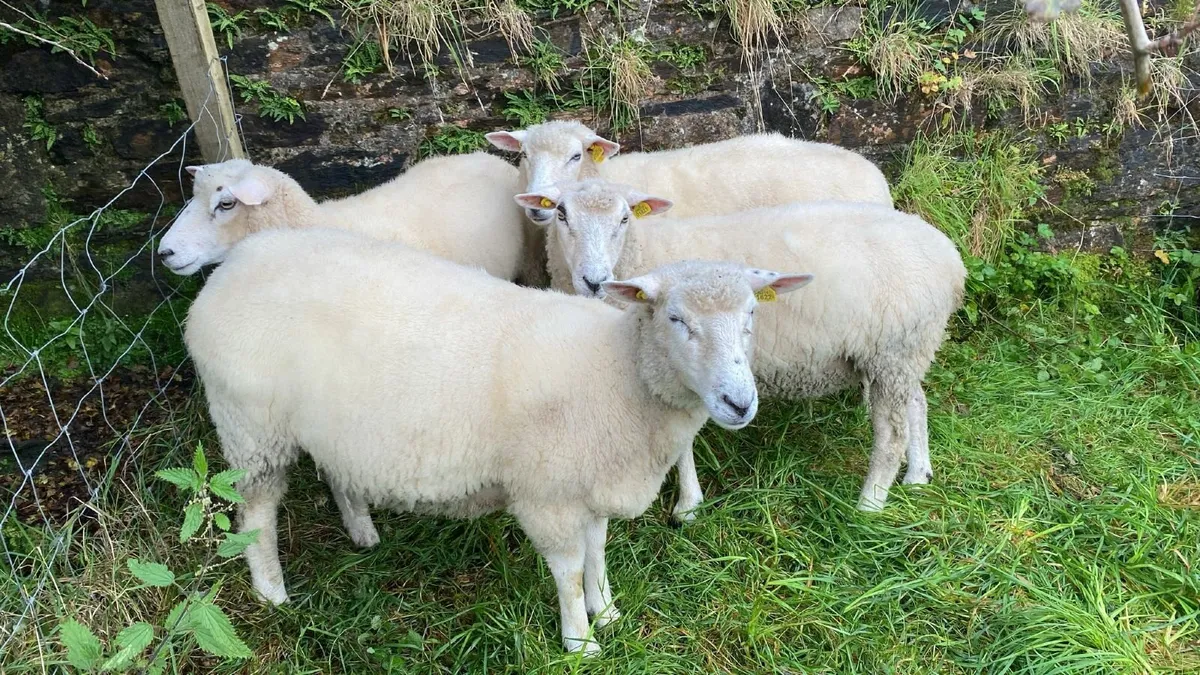 Galway Ewes, Ram Hogget - Image 1