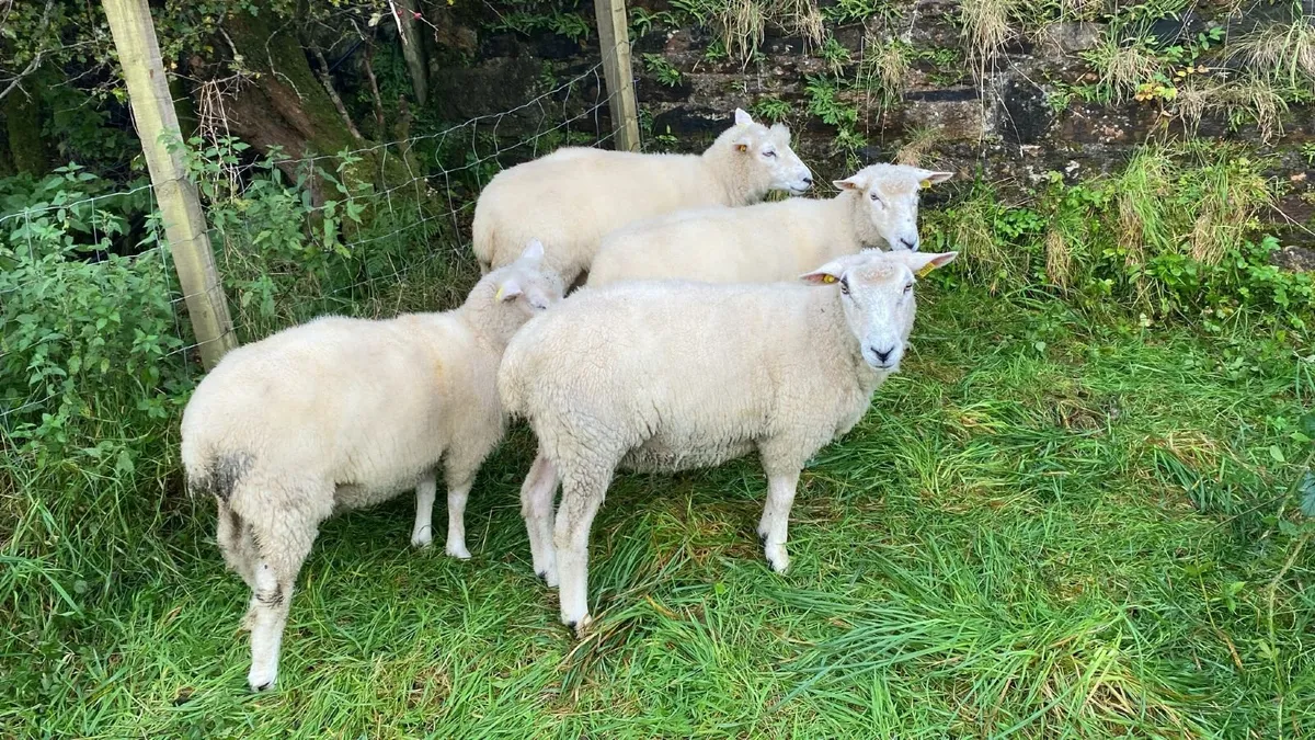 Galway Ewes, Ram Hogget - Image 2