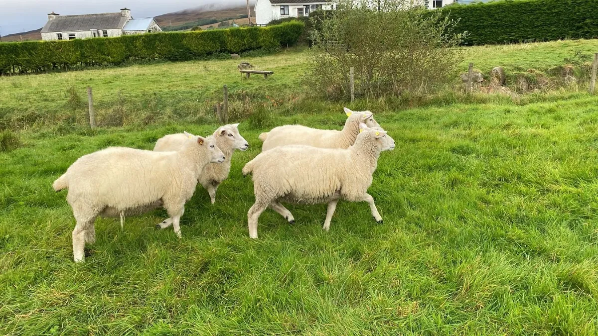 Galway Ewes, Ram Hogget - Image 3