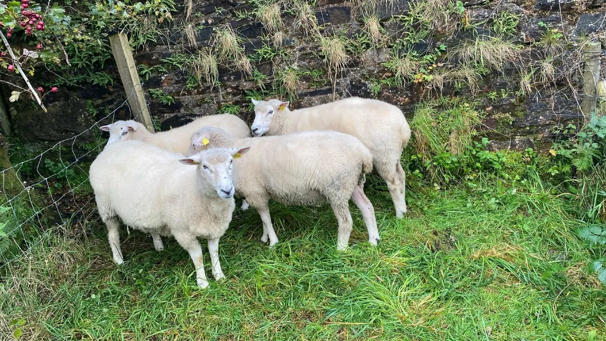 Galway Ewes, Ram Hogget - Image 4