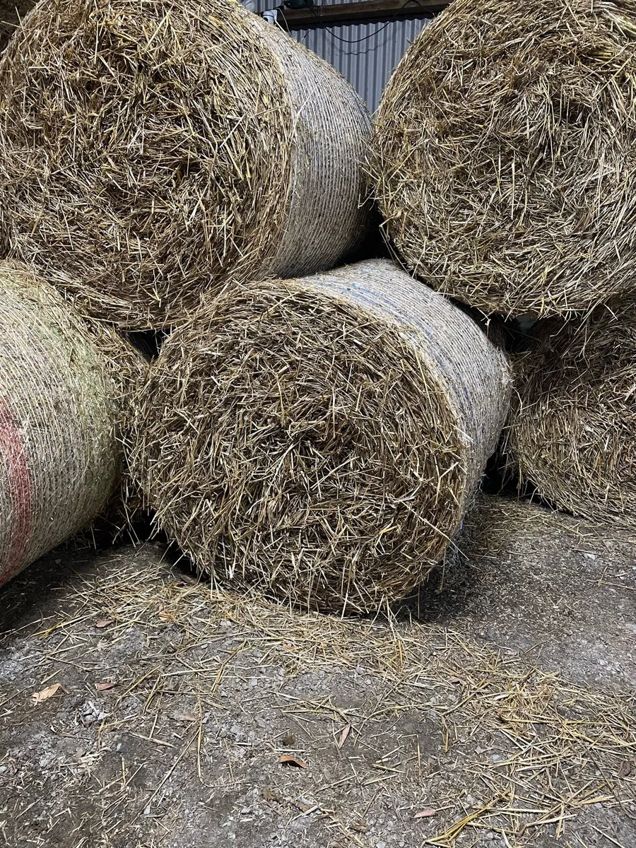 Oaten Straw - Image 3