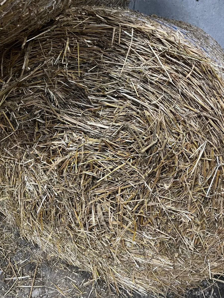 Oaten Straw - Image 4