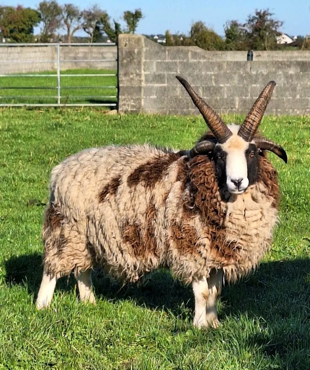 Jacob Ram - Image 2