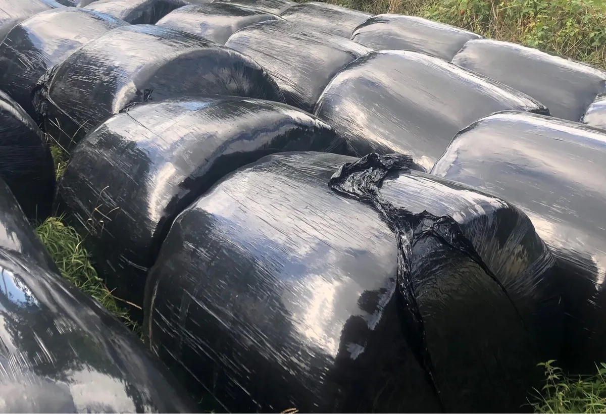 Silage bales 2nd cut, also square bales of hay - Image 1