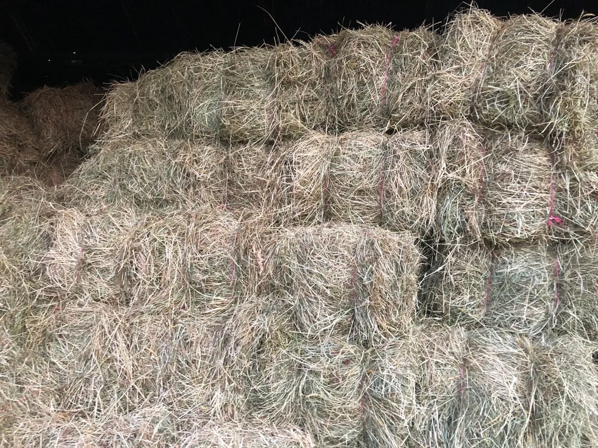 Silage bales 2nd cut, also square bales of hay - Image 2