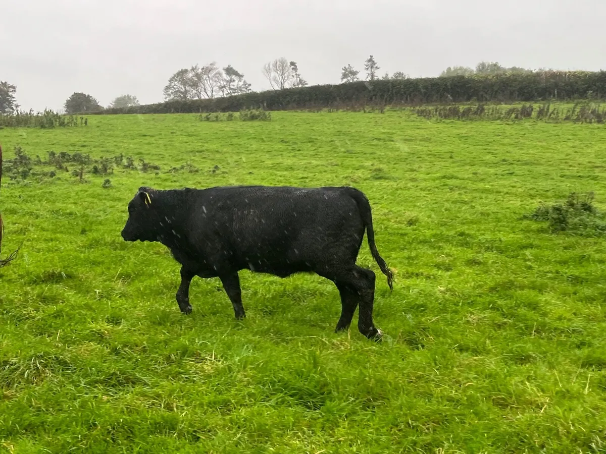 Super limousine First calves with heifer calf - Image 2