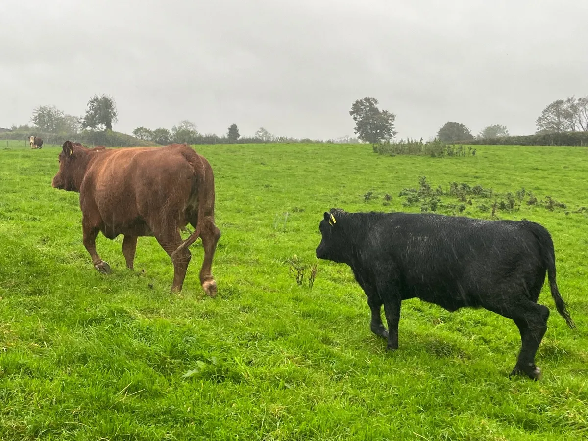 Super limousine First calves with heifer calf - Image 3