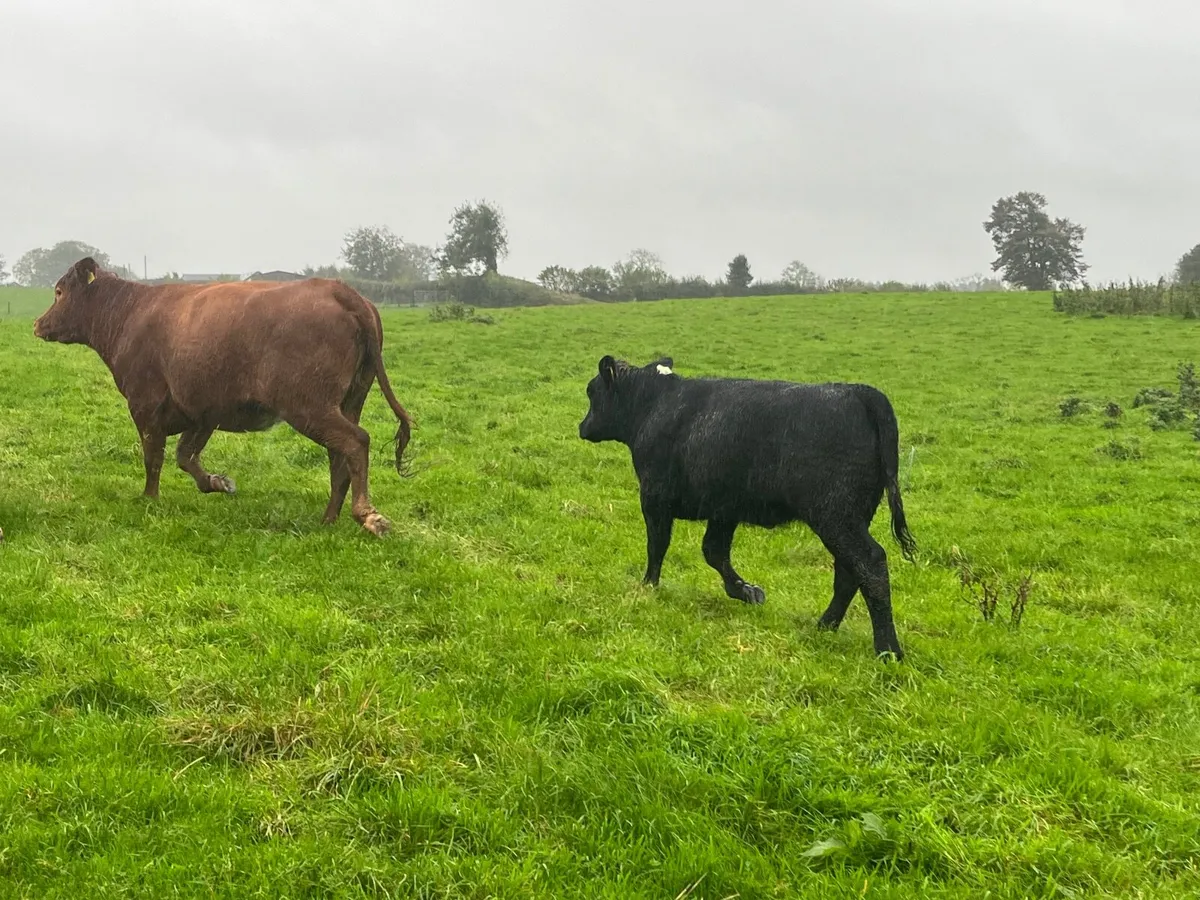 Super limousine First calves with heifer calf - Image 4