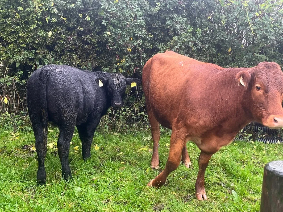 Super limousine First calves with heifer calf - Image 1