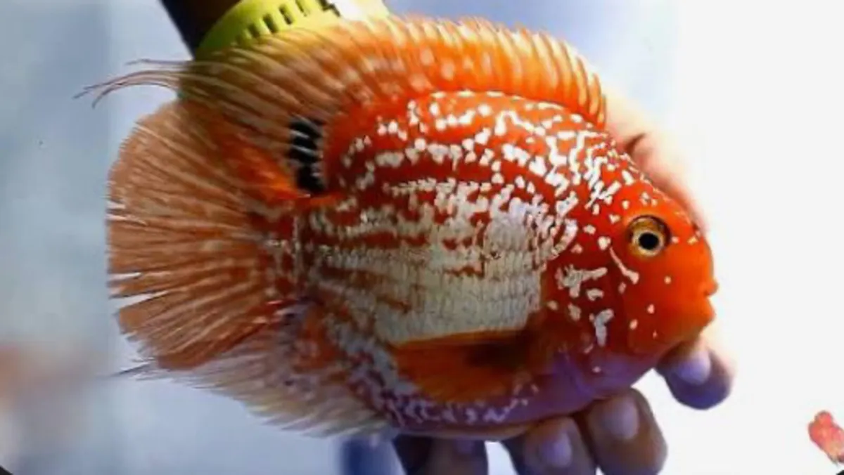 High Grade Flowerhorn and Parrot Fish - Image 1