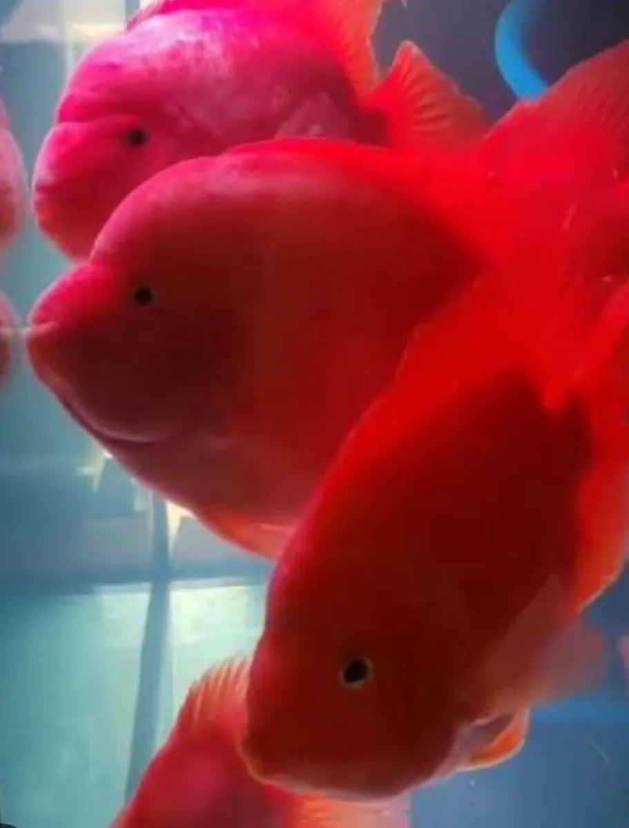 High Grade Flowerhorn and Parrot Fish - Image 2