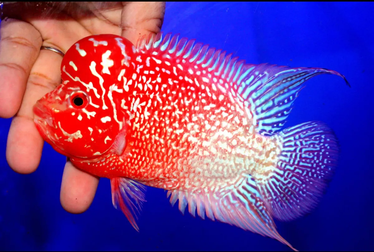 High Grade Flowerhorn and Parrot Fish - Image 3