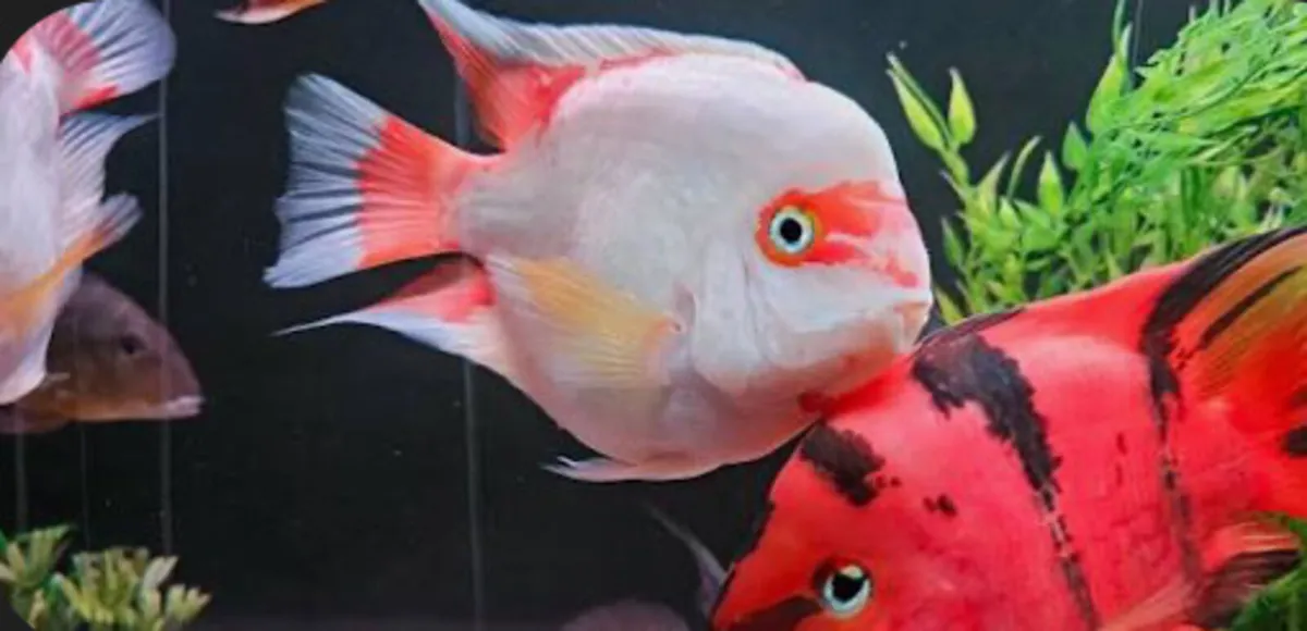 High Grade Flowerhorn and Parrot Fish - Image 4
