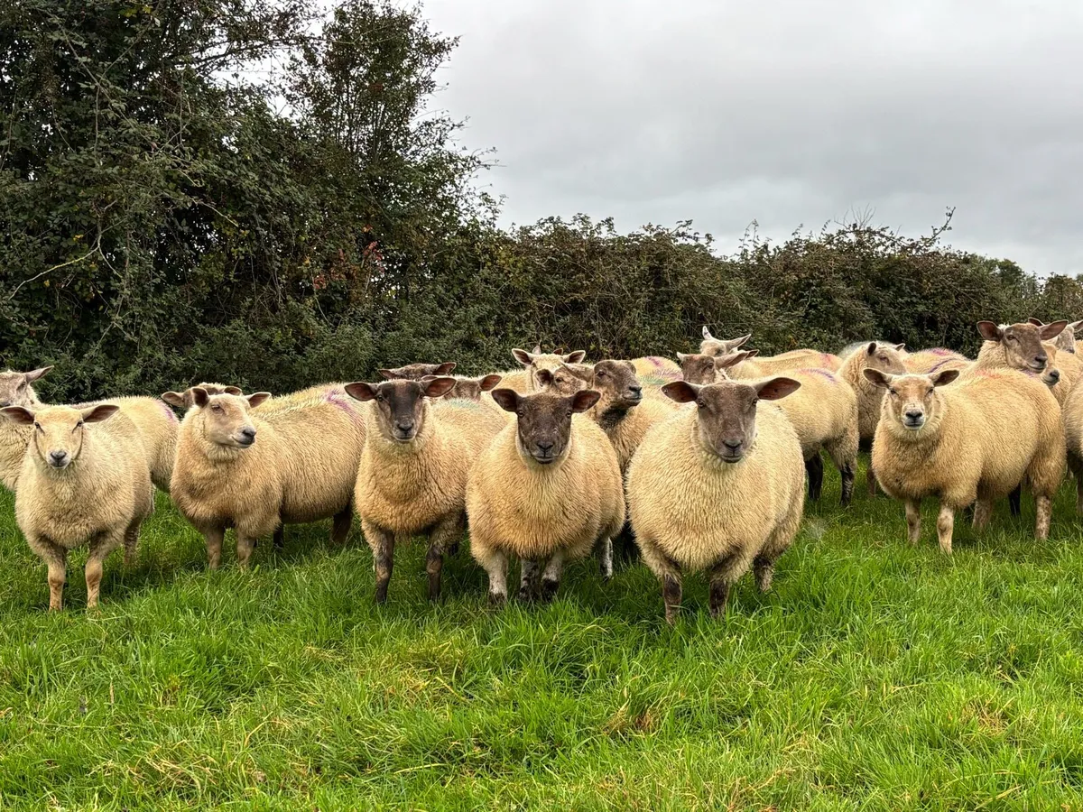 Ewe Lambs - Image 1