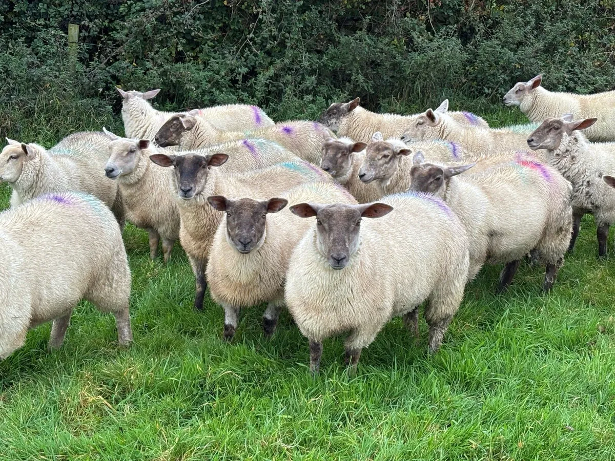 Ewe Lambs - Image 2