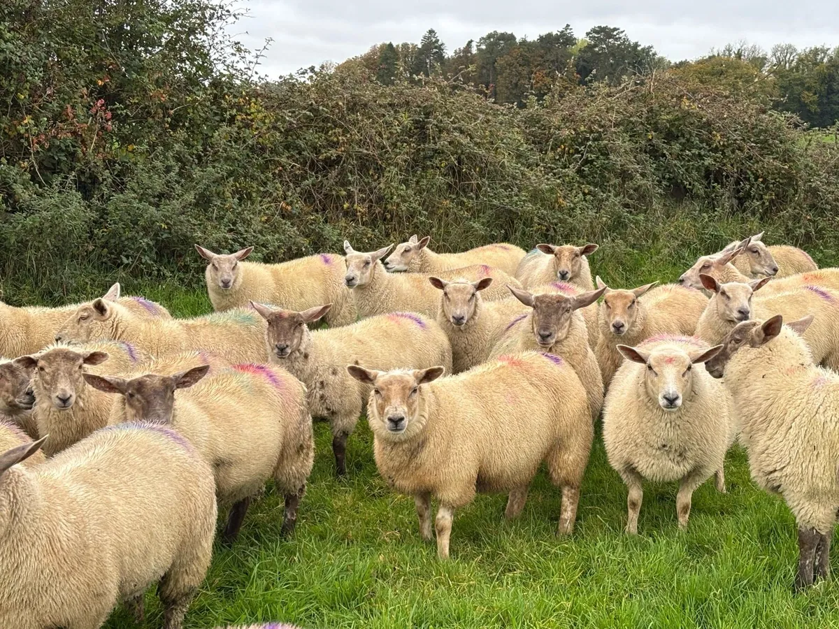 Ewe Lambs - Image 4