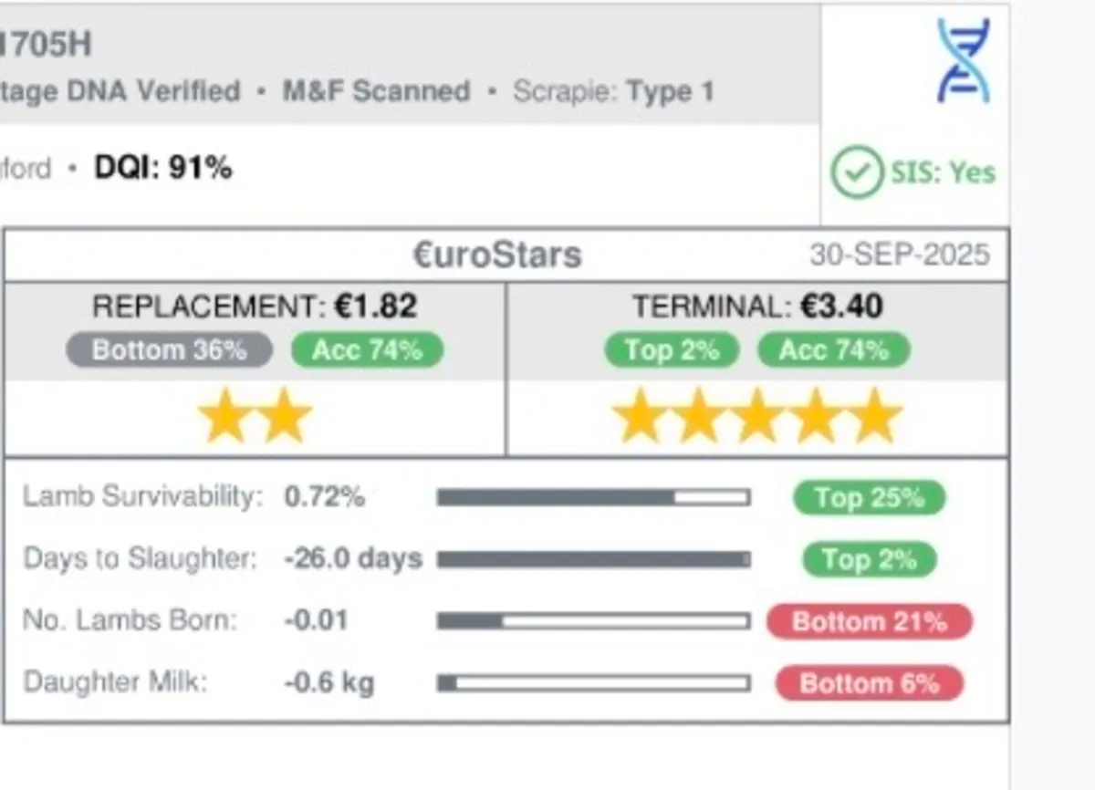Charollais Ram Lamb – March Born – 5★ SIS approved - Image 2