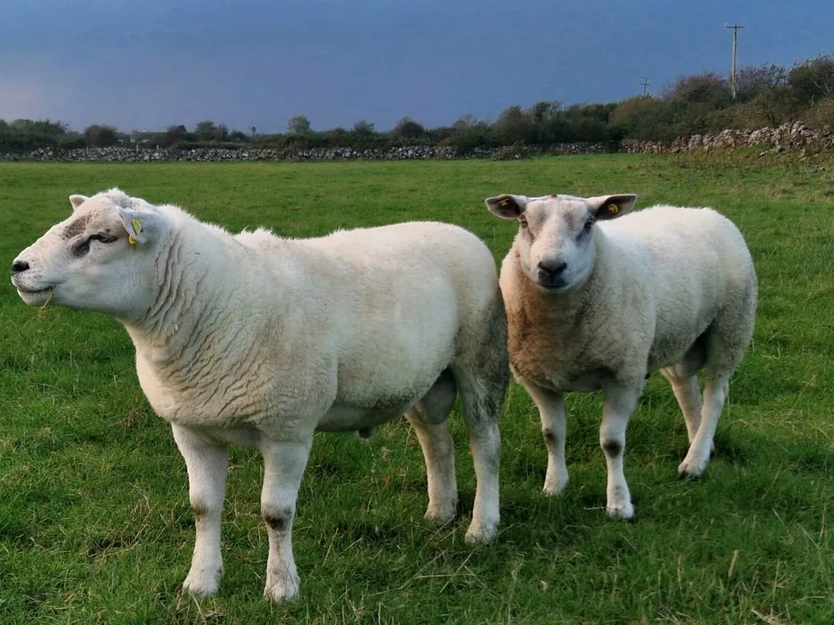1 Texel, 1 Aberfield ram - Image 1