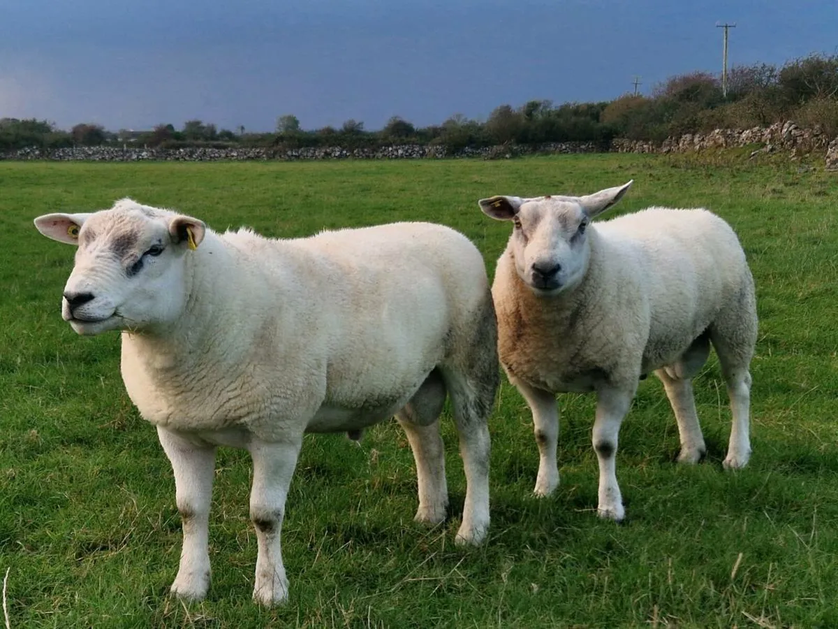 1 Texel, 1 Aberfield ram - Image 2