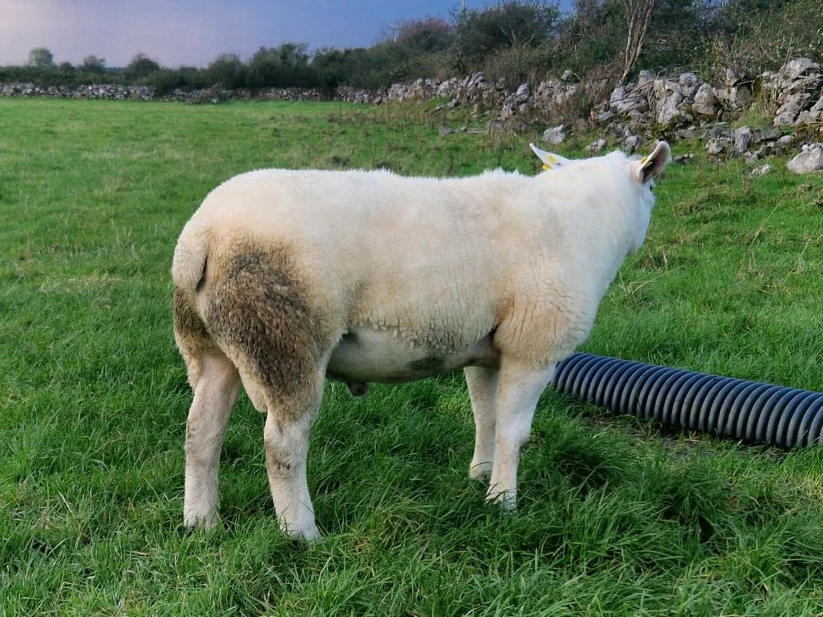 1 Texel, 1 Aberfield ram - Image 3