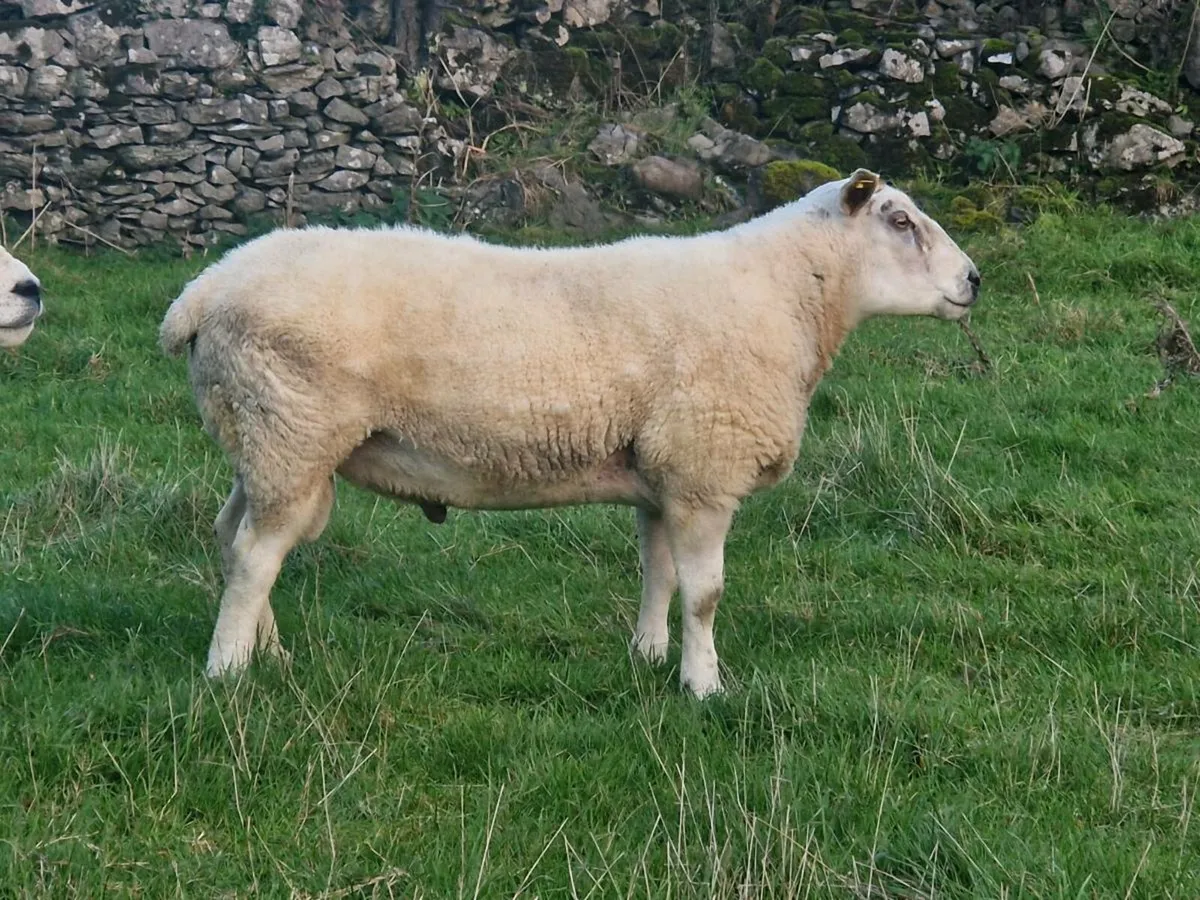 1 Texel, 1 Aberfield ram - Image 4