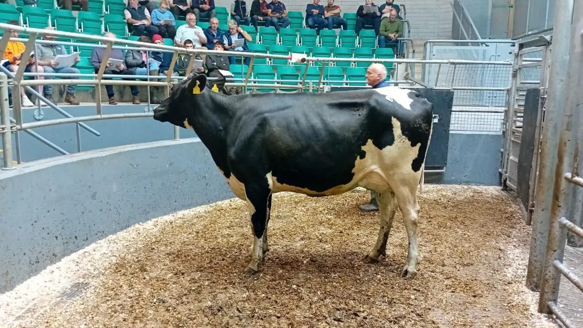 Cork Marts Corrin Fermoy Saturday 4th October