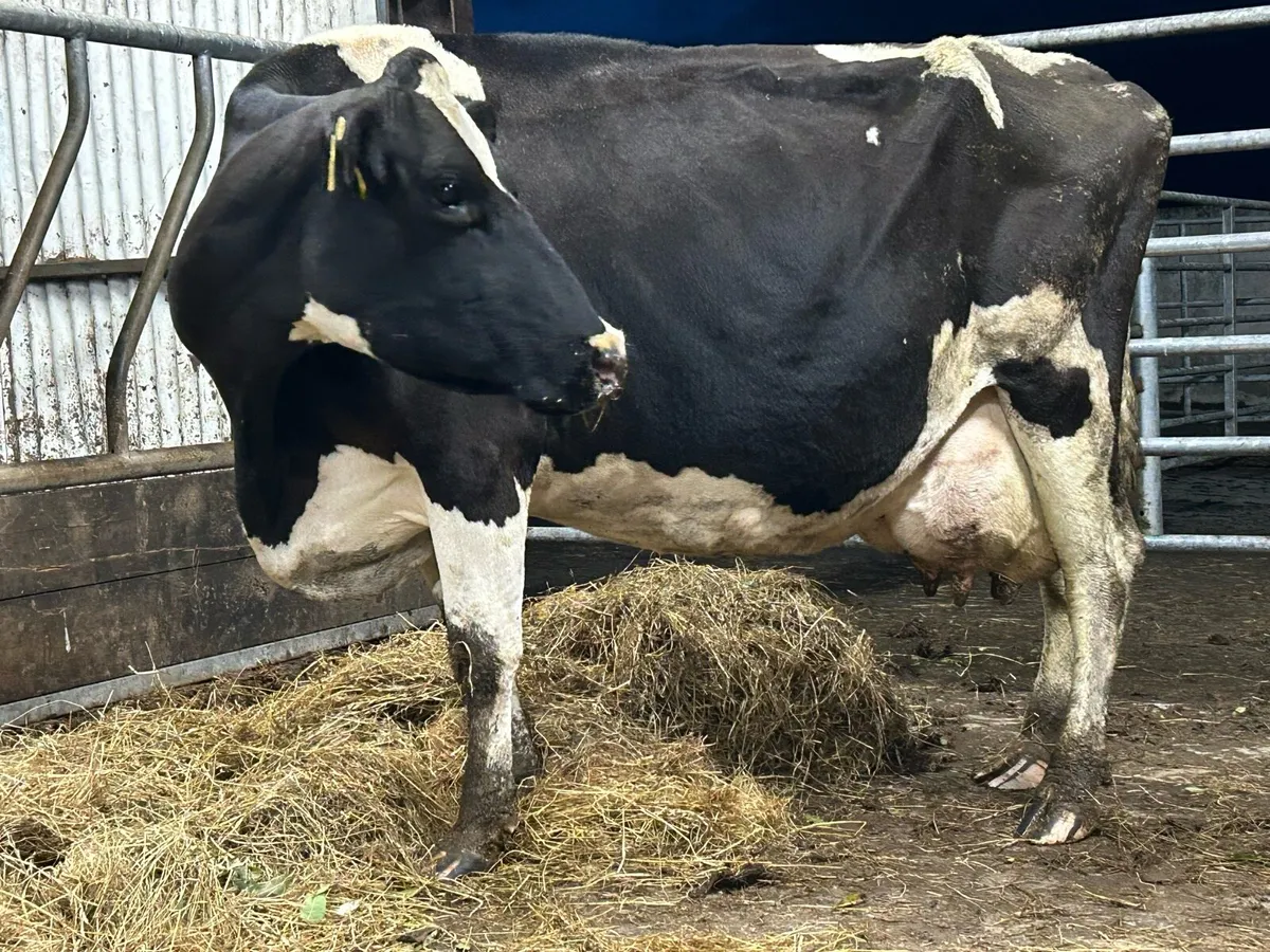 Friesan foster cow - Image 1
