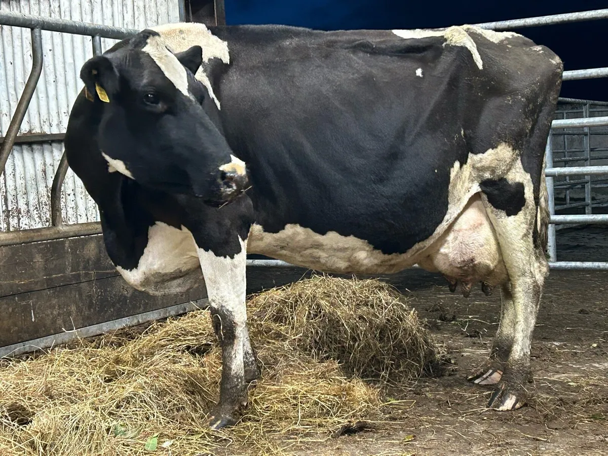 Friesan foster cow - Image 2