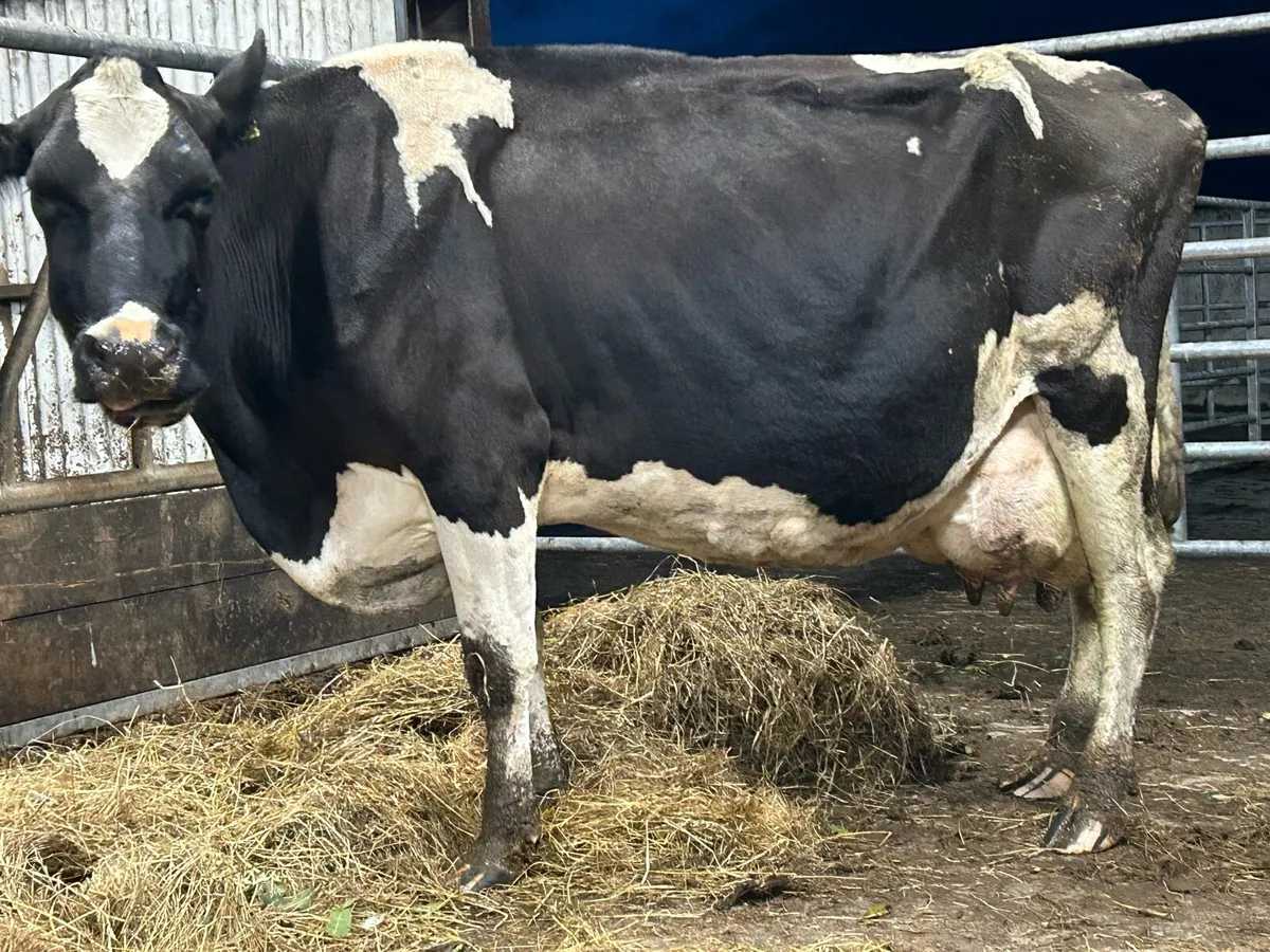 Friesan foster cow - Image 3