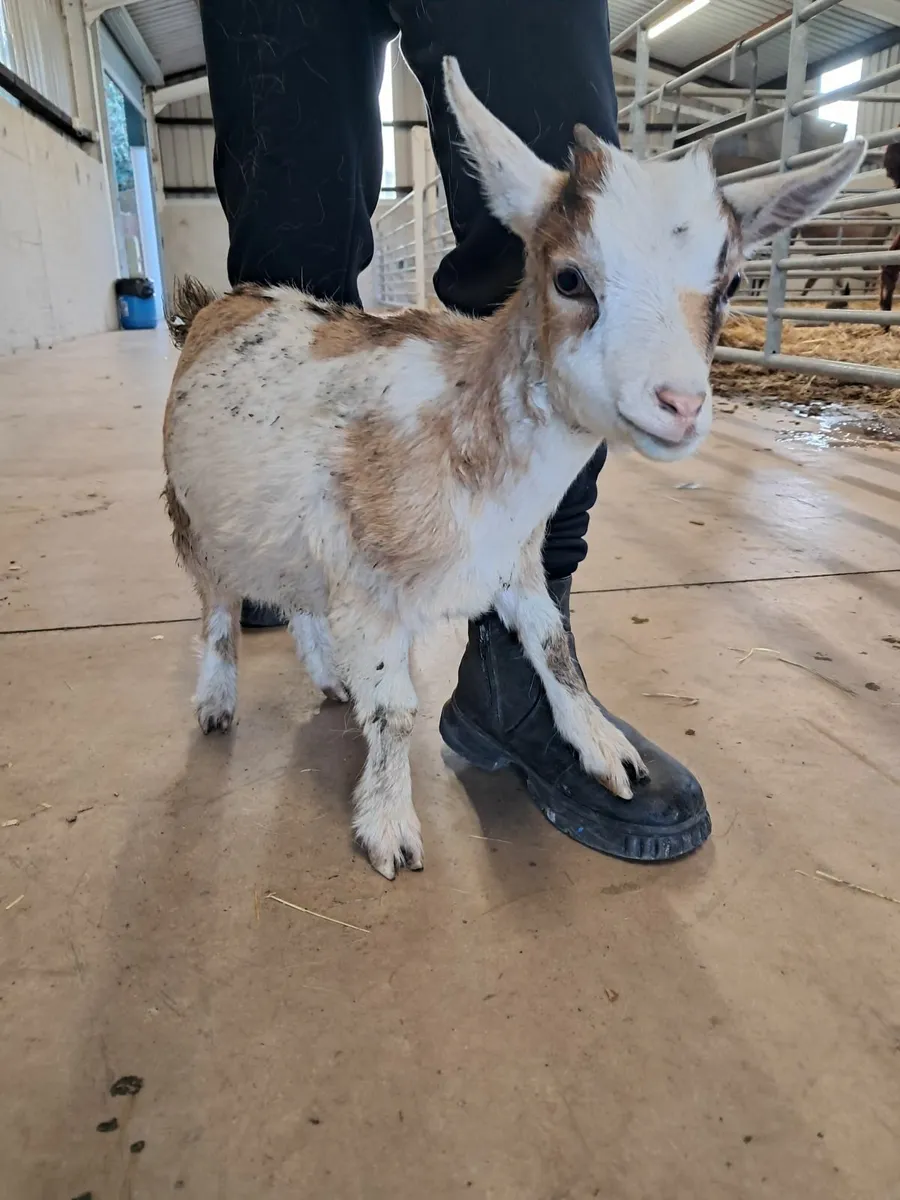 Kid goats - Image 1
