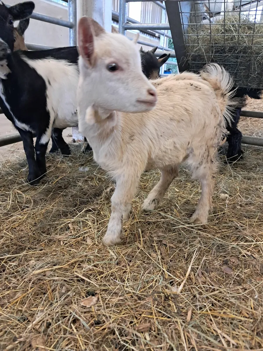Kid goats - Image 2