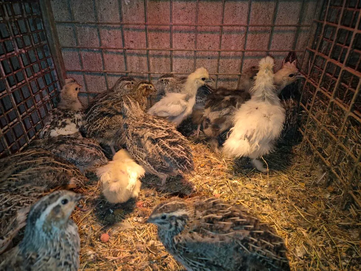 Pol ducks & pb hens & pullets - Image 2