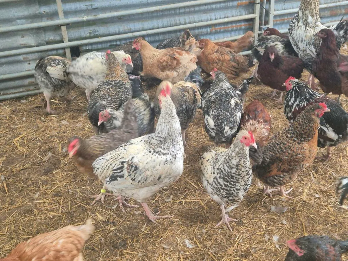 Pol ducks & pb hens & pullets - Image 3