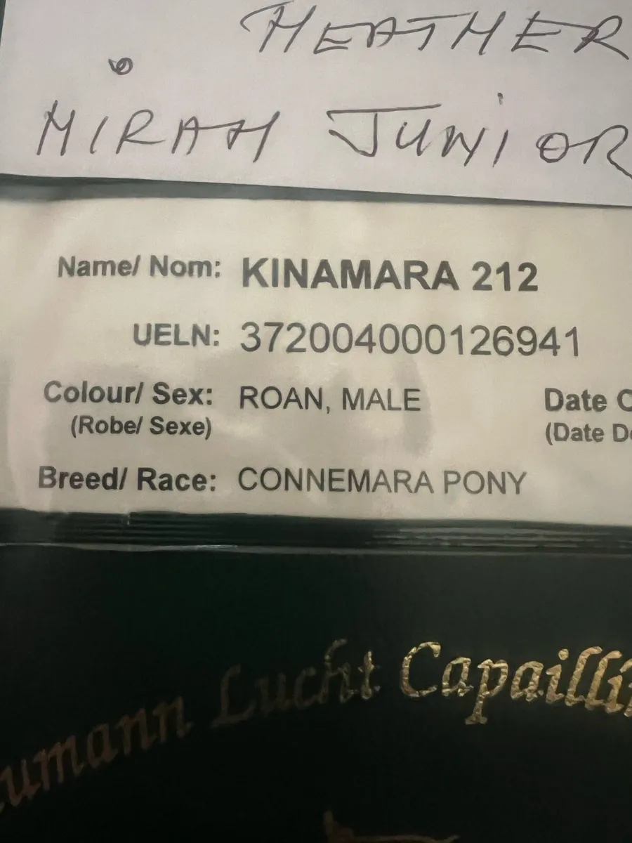 Connemara Roan Gelding NN - Image 4