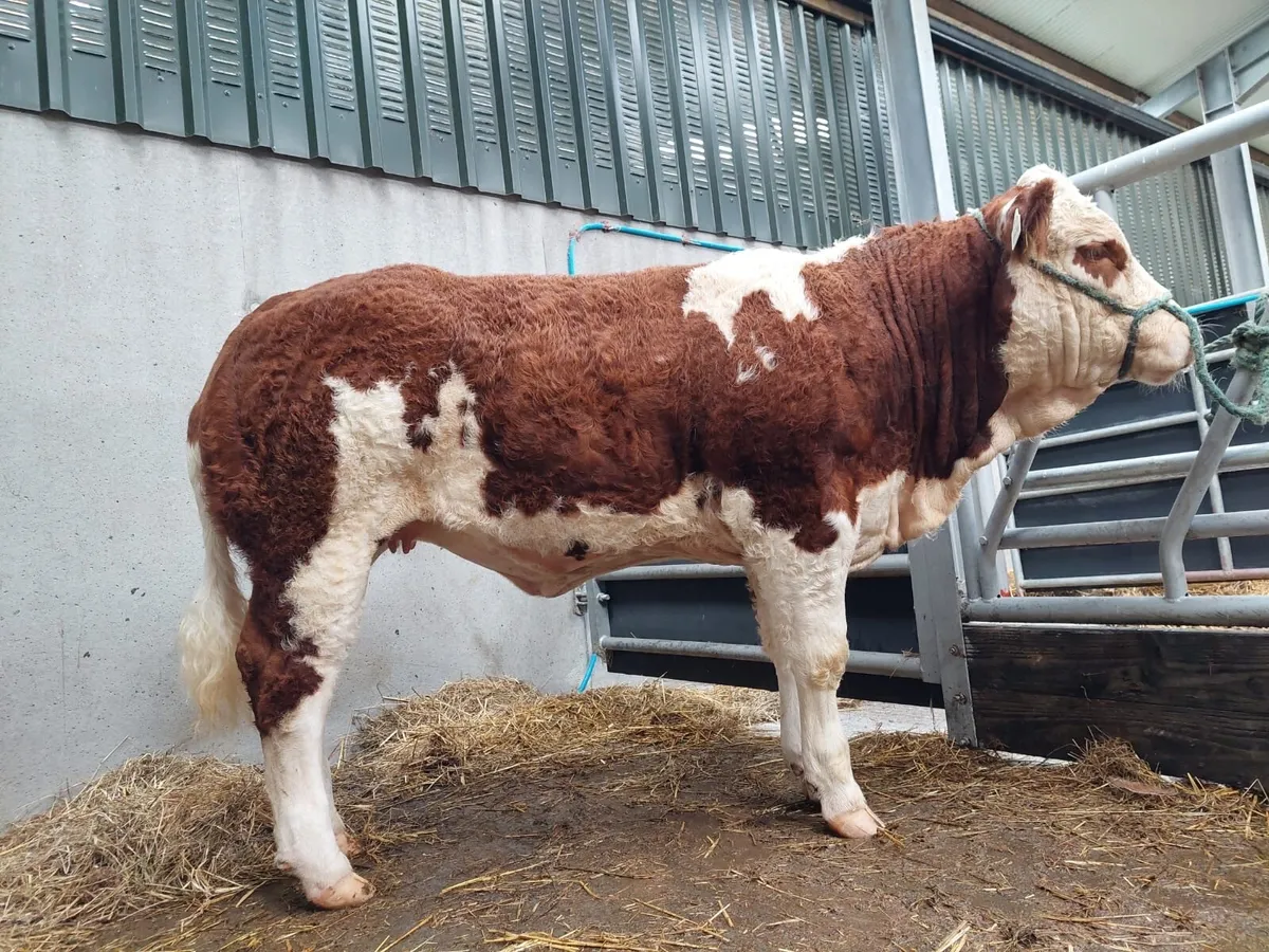 Simmental X Heifer Ballymote October 4th