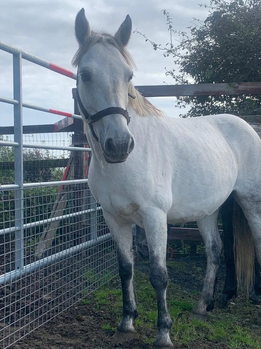 Connemara mare pony 14.1hh - Image 1