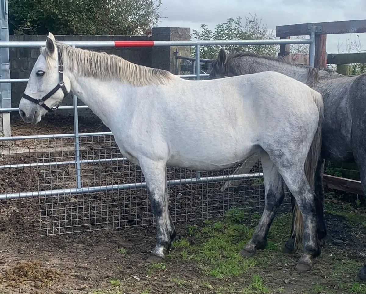 Connemara mare pony 14.1hh - Image 2