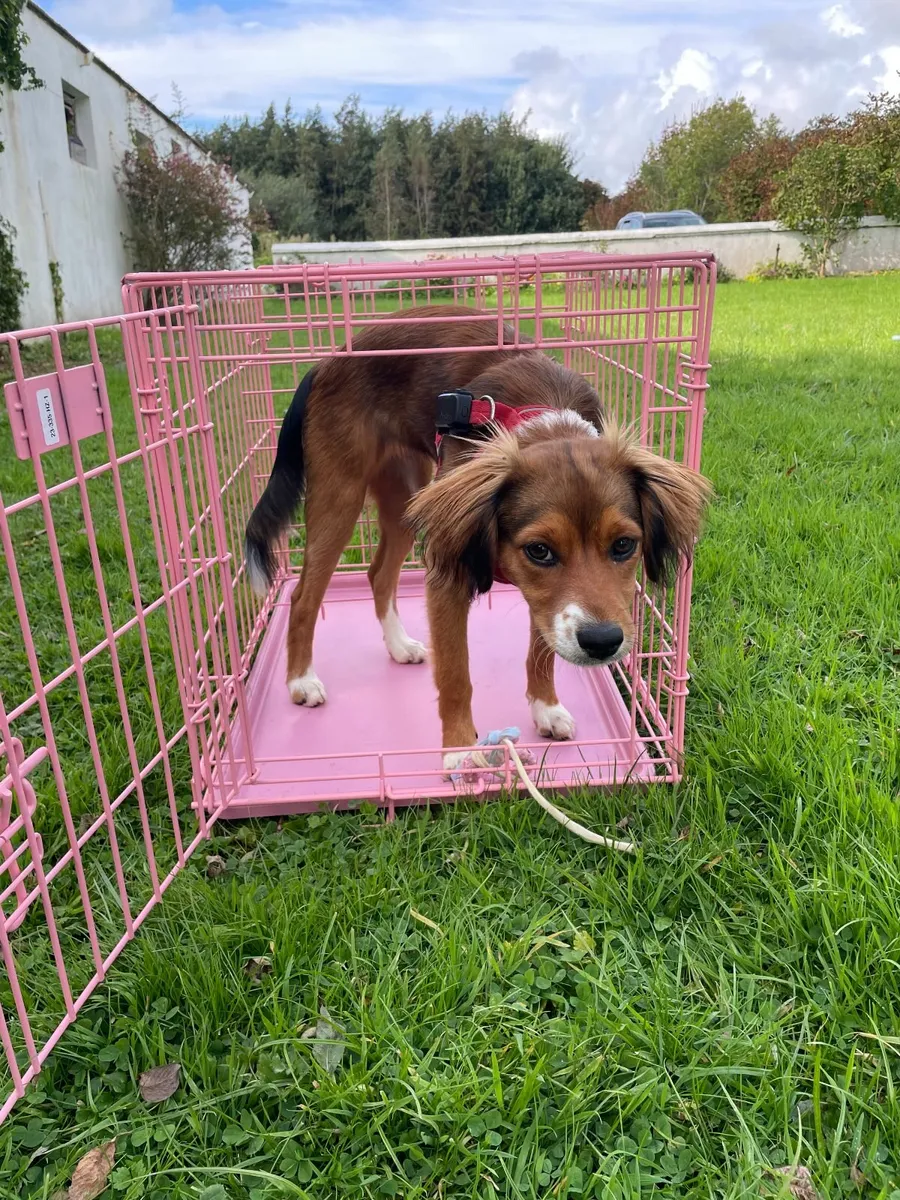 Small Dog Crate PINK - Image 4