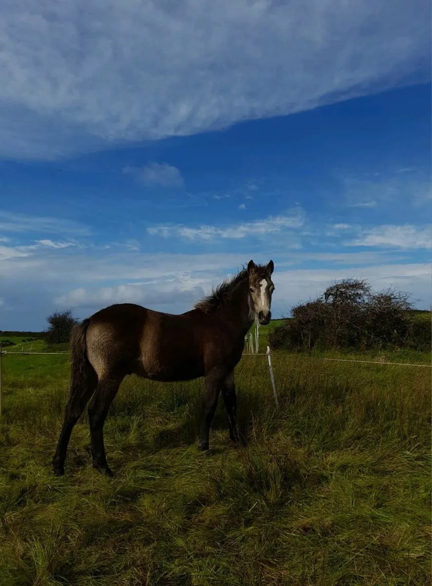 Glenville Gile Mear - Image 2