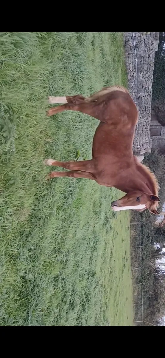 Registered Irish draught filly foal - Image 1