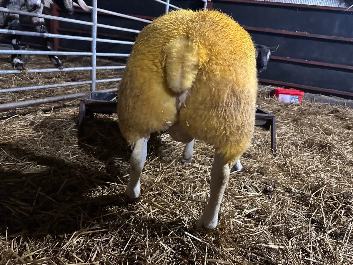 Pure bred Texel ram lamb - Image 2