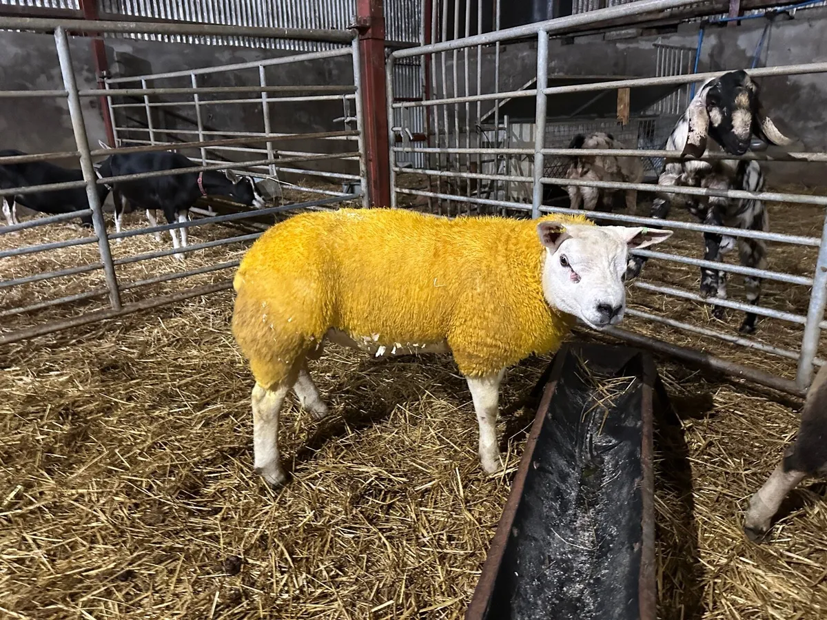 Pure bred Texel ram lamb - Image 3