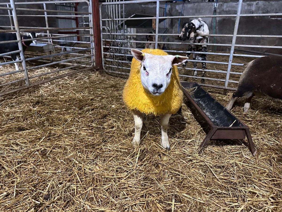 Pure bred Texel ram lamb - Image 4