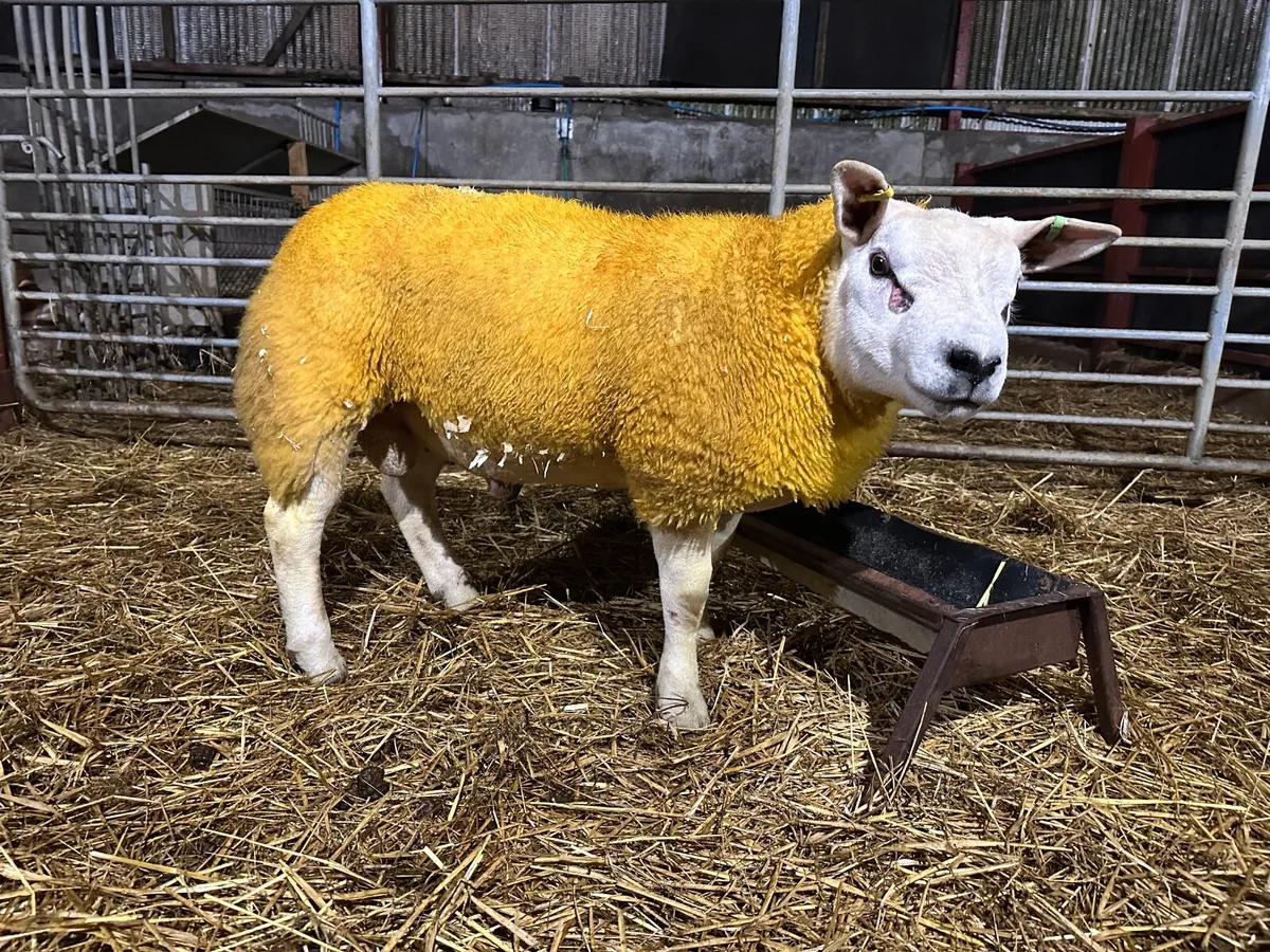 Pure bred Texel ram lamb - Image 1