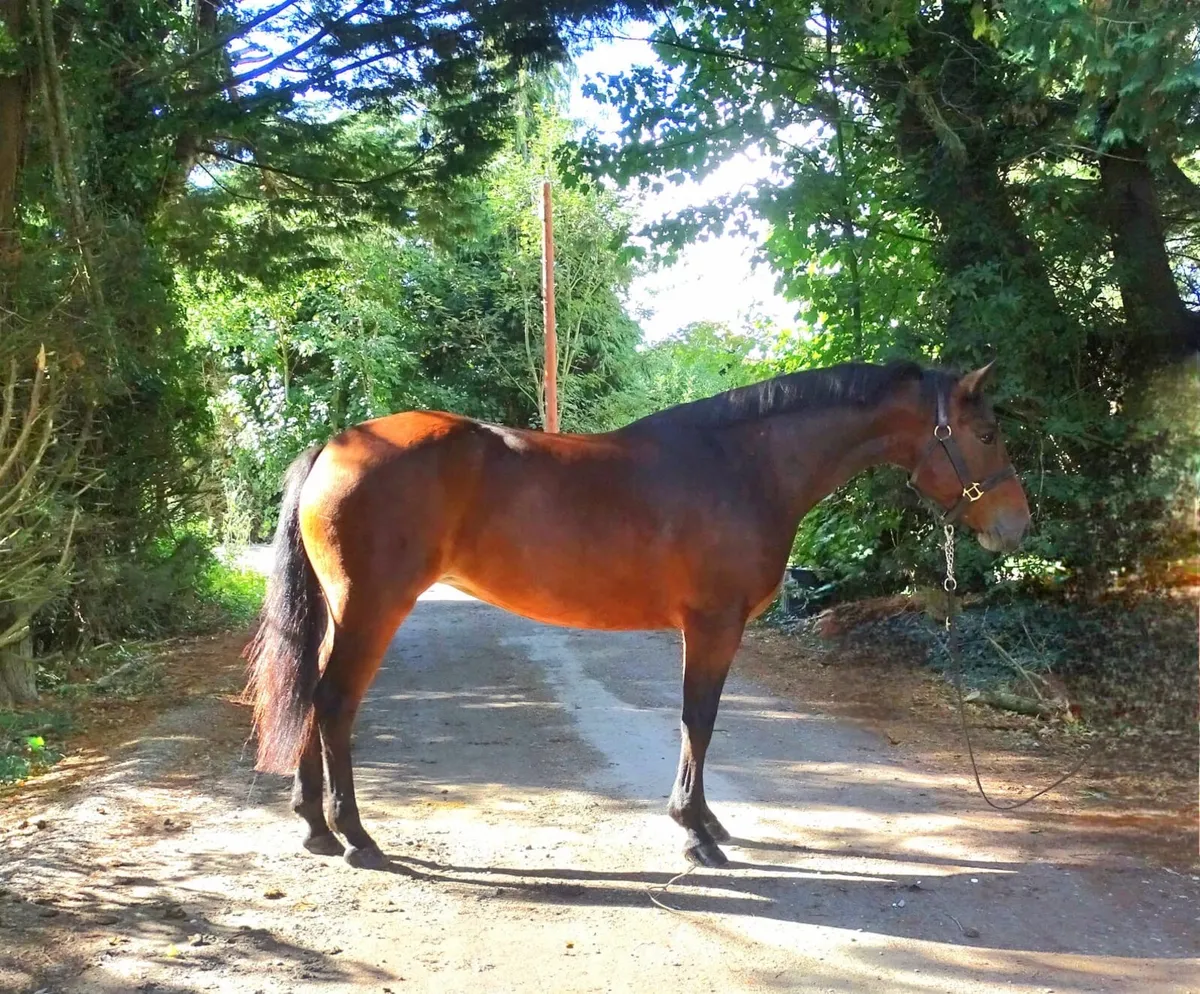 Quality 4yr Connemara mare 146cm - Image 1