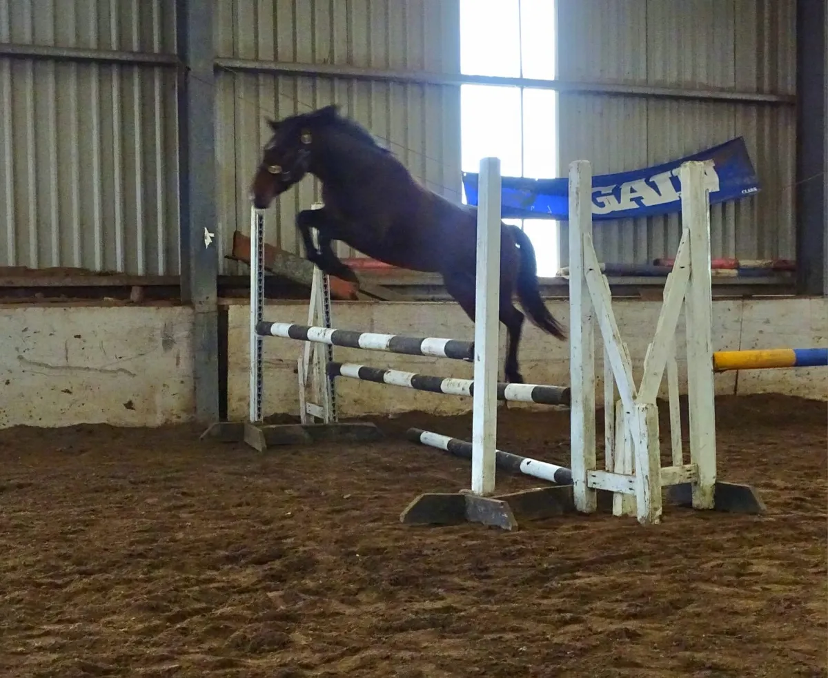 Quality 4yr Connemara mare 146cm - Image 2