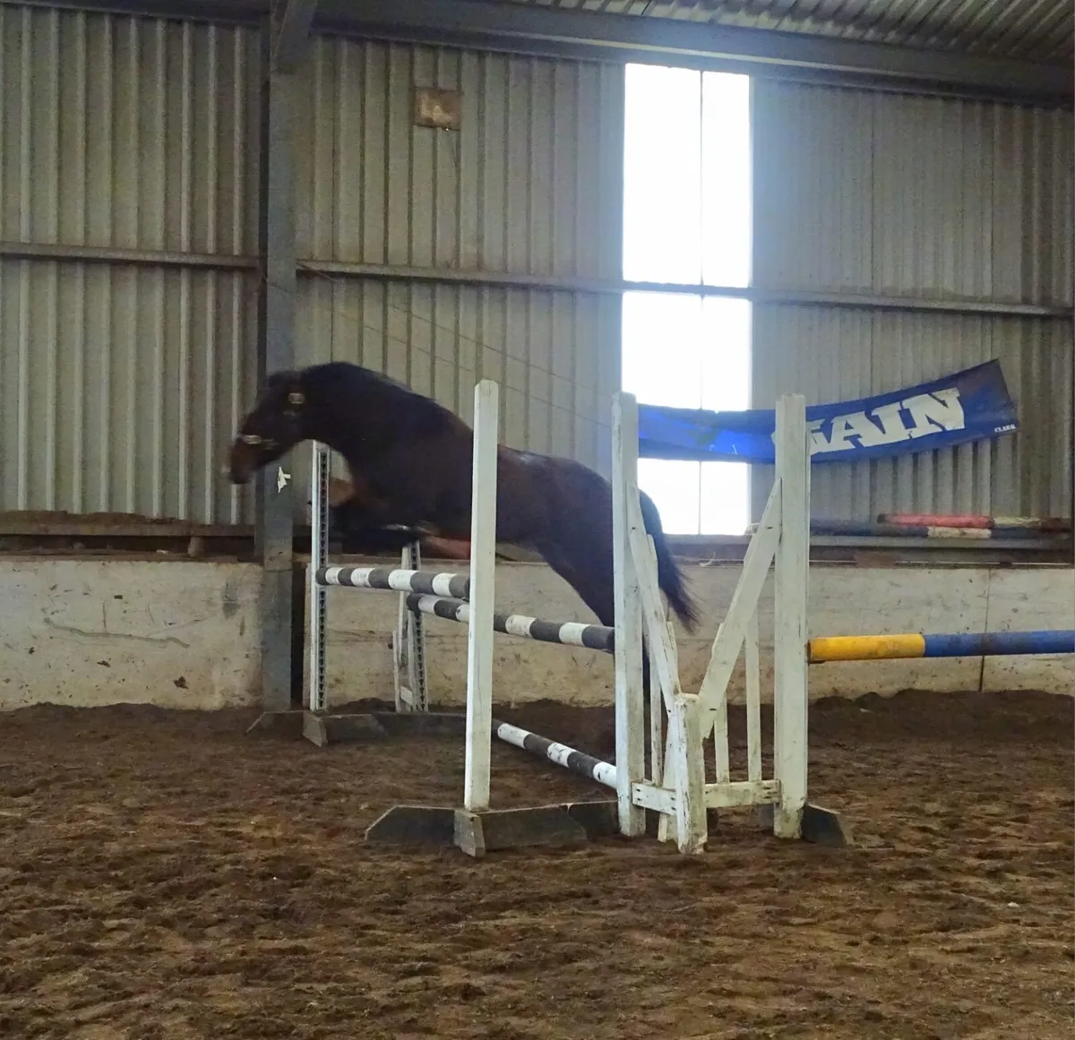 Quality 4yr Connemara mare 146cm - Image 3